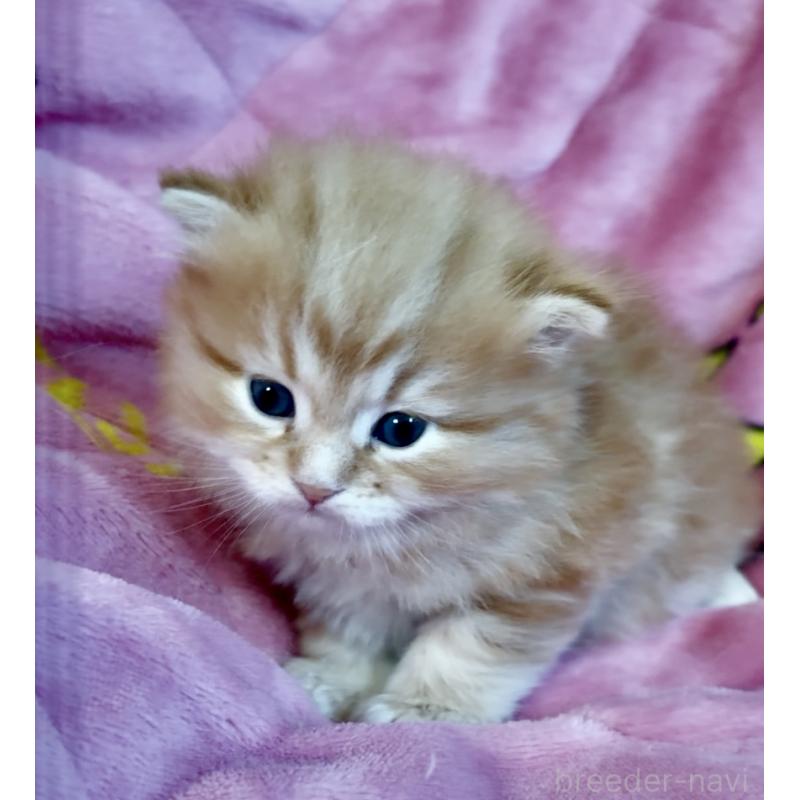 成約済の大阪府のサイベリアン-130723の3枚目