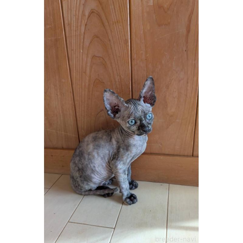 販売中の岐阜県のスフィンクス-131014