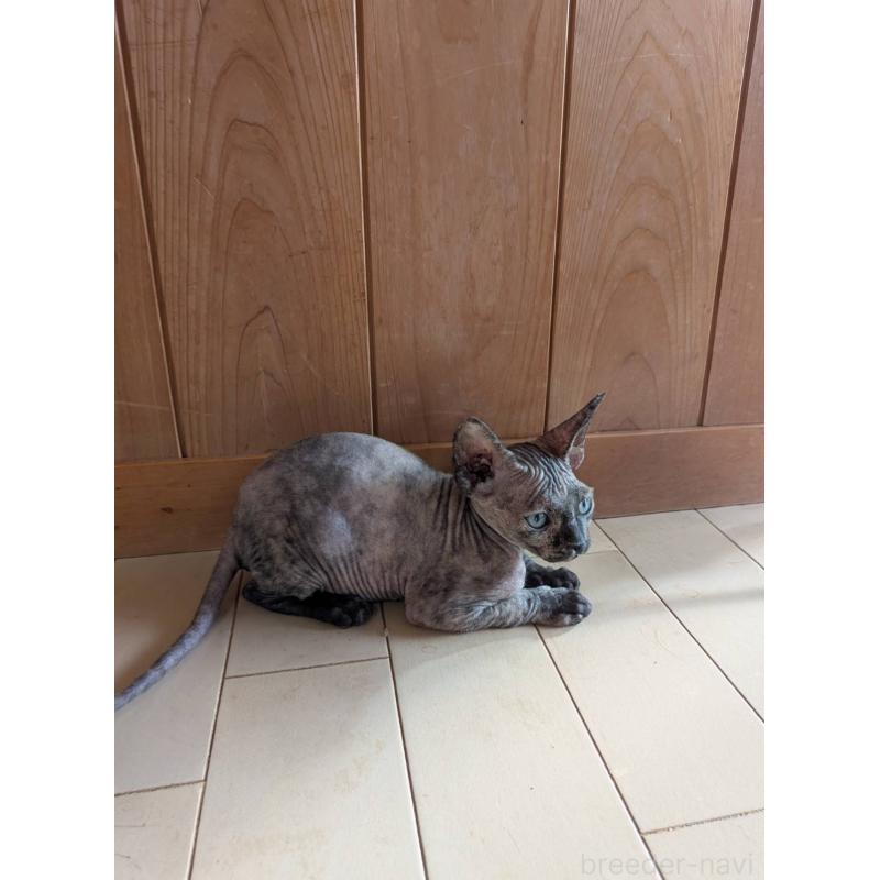 商談中の岐阜県のスフィンクス-131014の4枚目