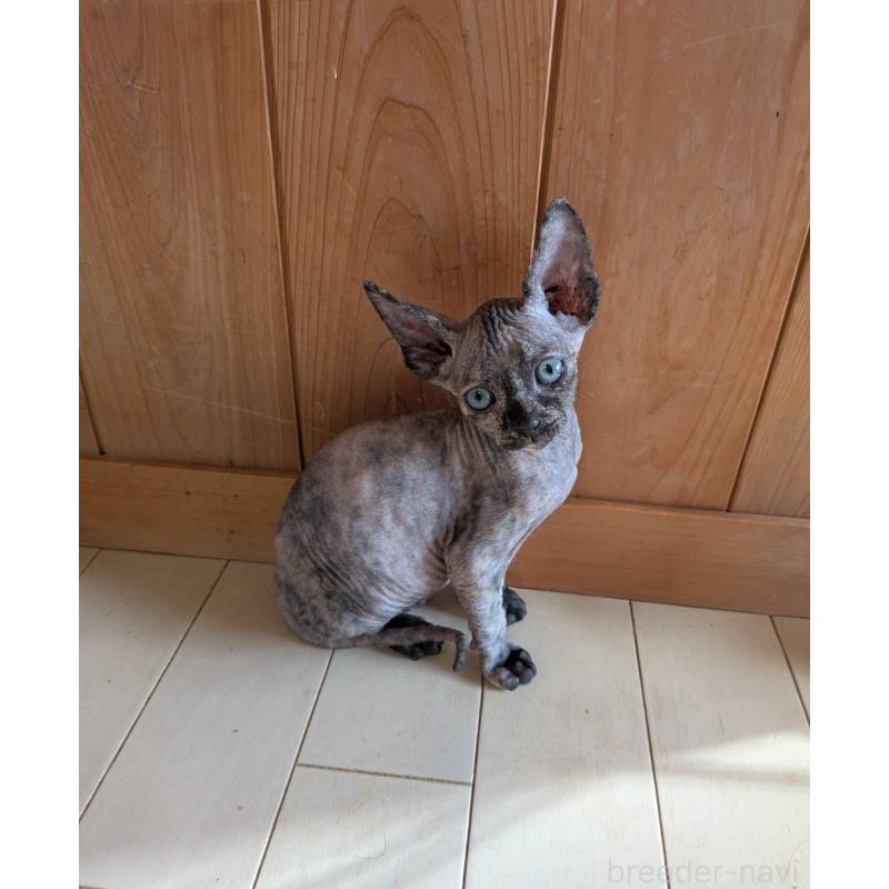 商談中の岐阜県のスフィンクス-131014の3枚目