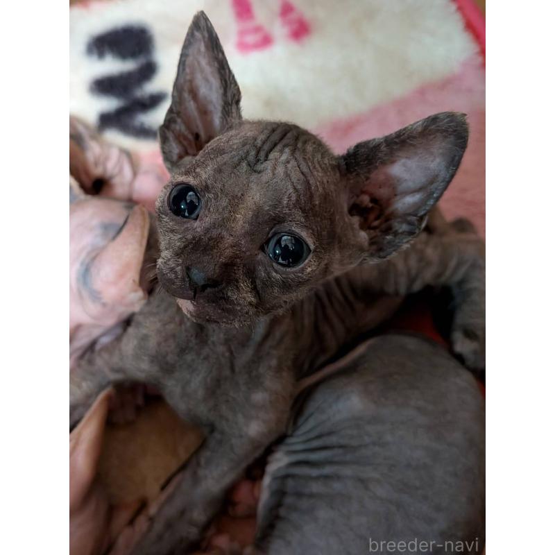 商談中の岐阜県のスフィンクス-131014の2枚目