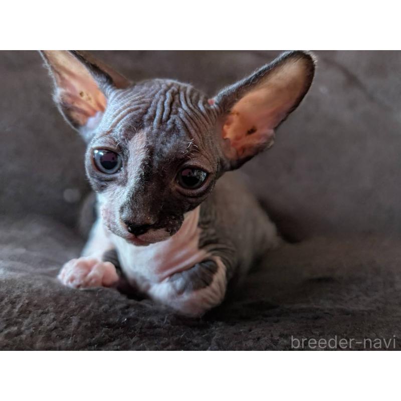 販売中の岐阜県のスフィンクス-131013