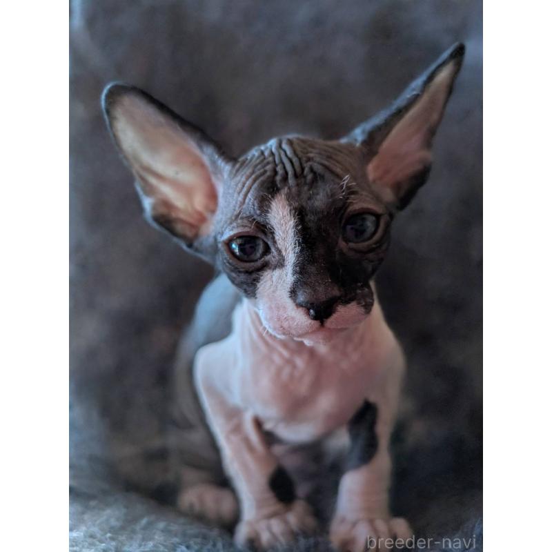 成約済の岐阜県のスフィンクス-131013の6枚目