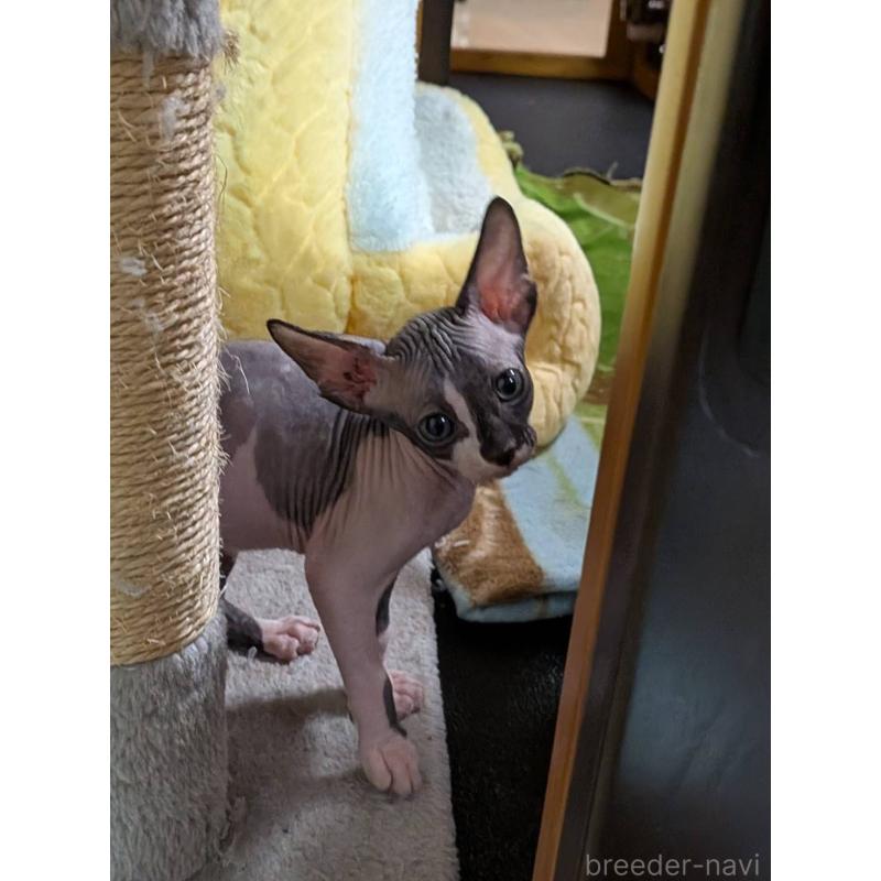 成約済の岐阜県のスフィンクス-131013の5枚目