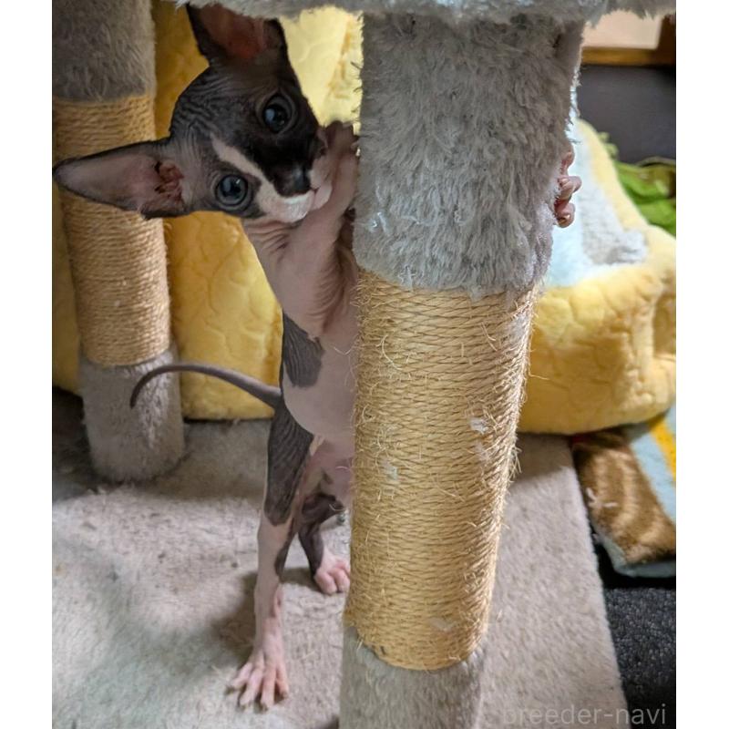 成約済の岐阜県のスフィンクス-131013の3枚目