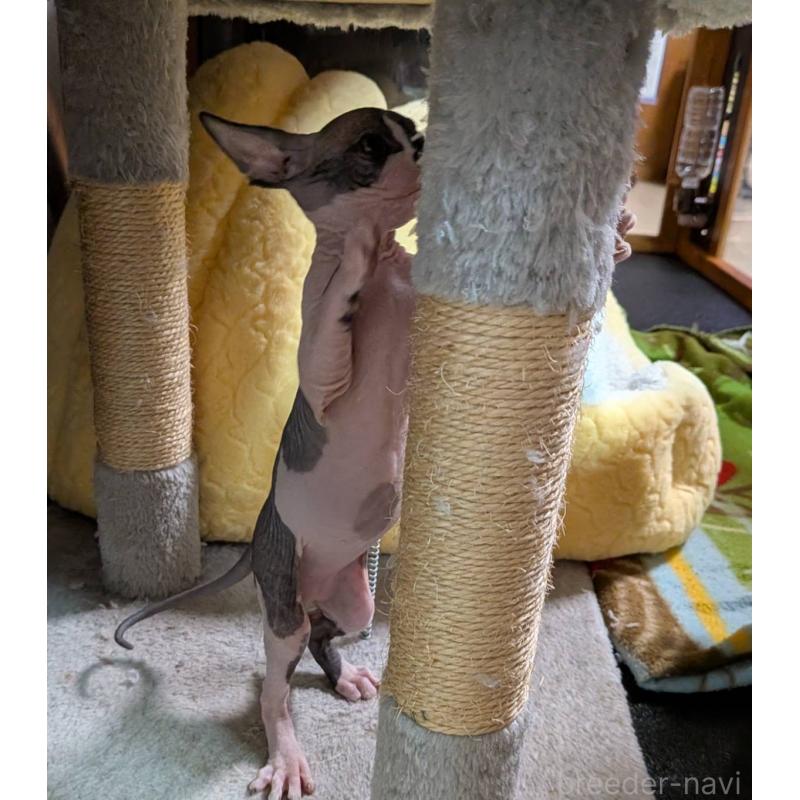 成約済の岐阜県のスフィンクス-131013の2枚目