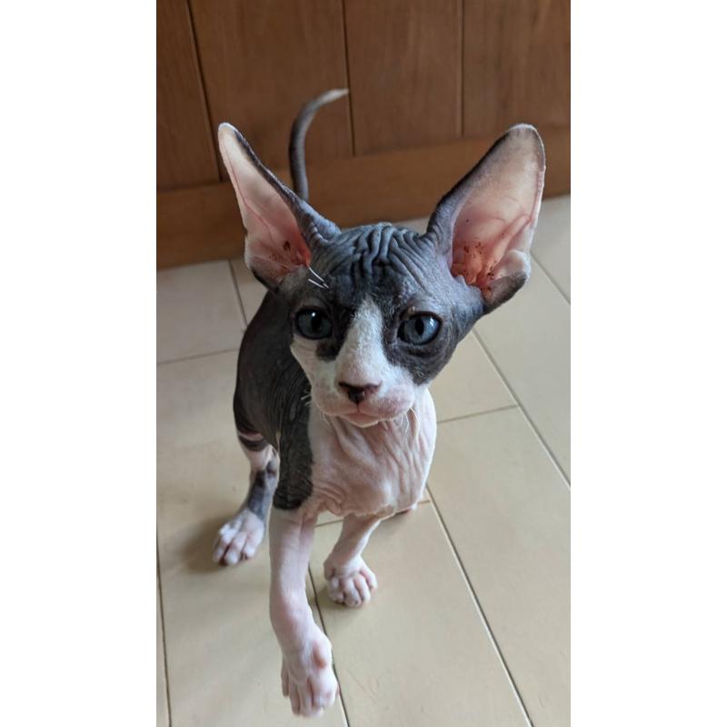 販売中の岐阜県のスフィンクス-131012