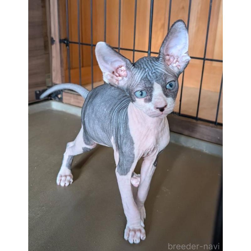 商談中の岐阜県のスフィンクス-131012の5枚目