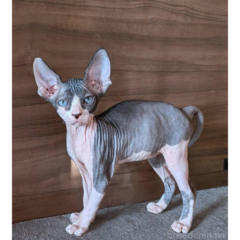 商談中の岐阜県のスフィンクス-131012の4枚目