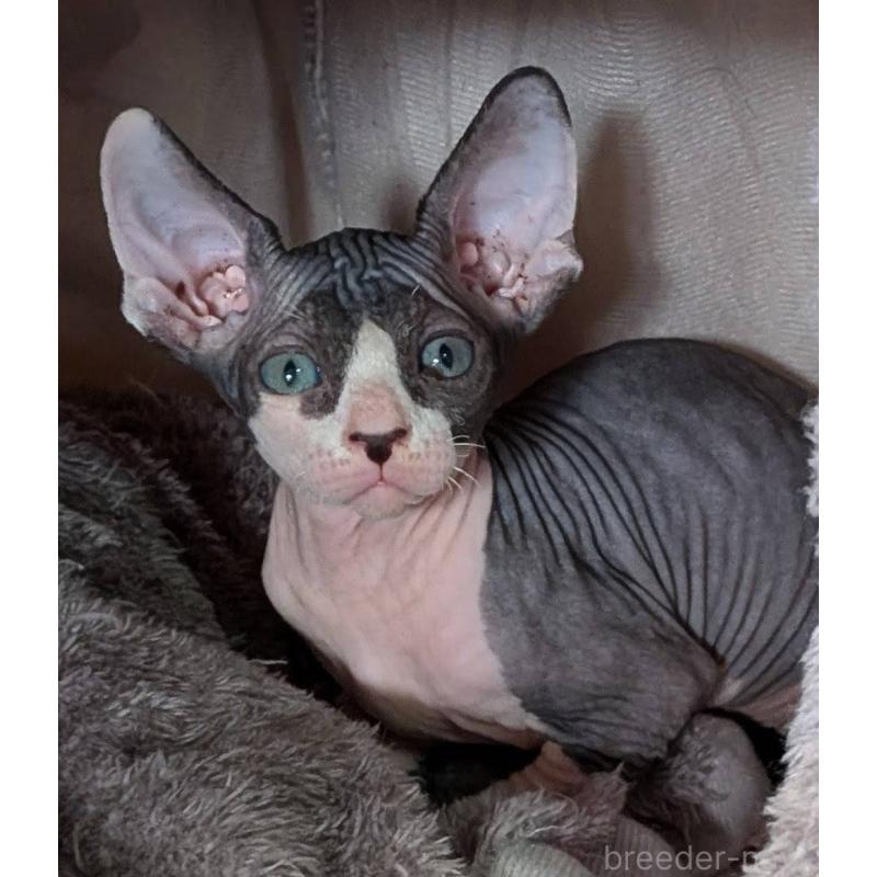 商談中の岐阜県のスフィンクス-131012の3枚目