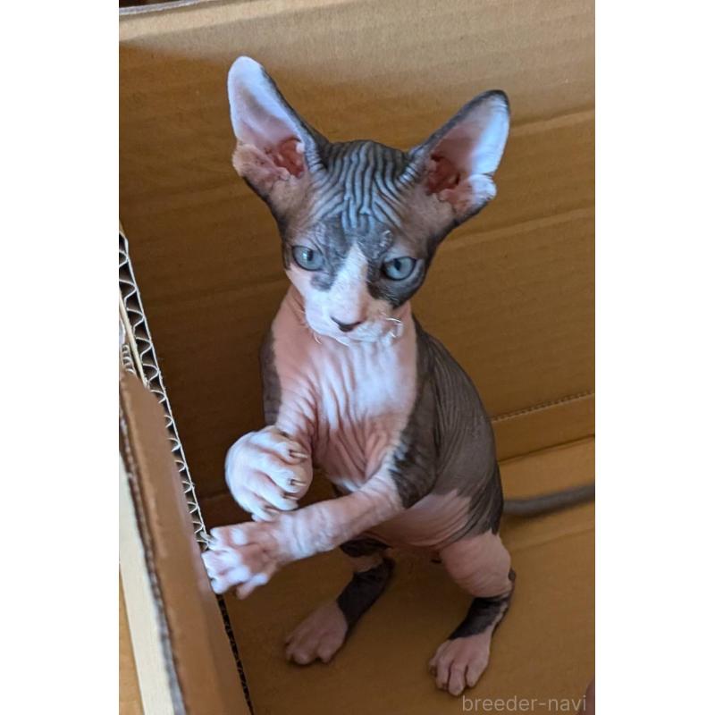 商談中の岐阜県のスフィンクス-131012の2枚目