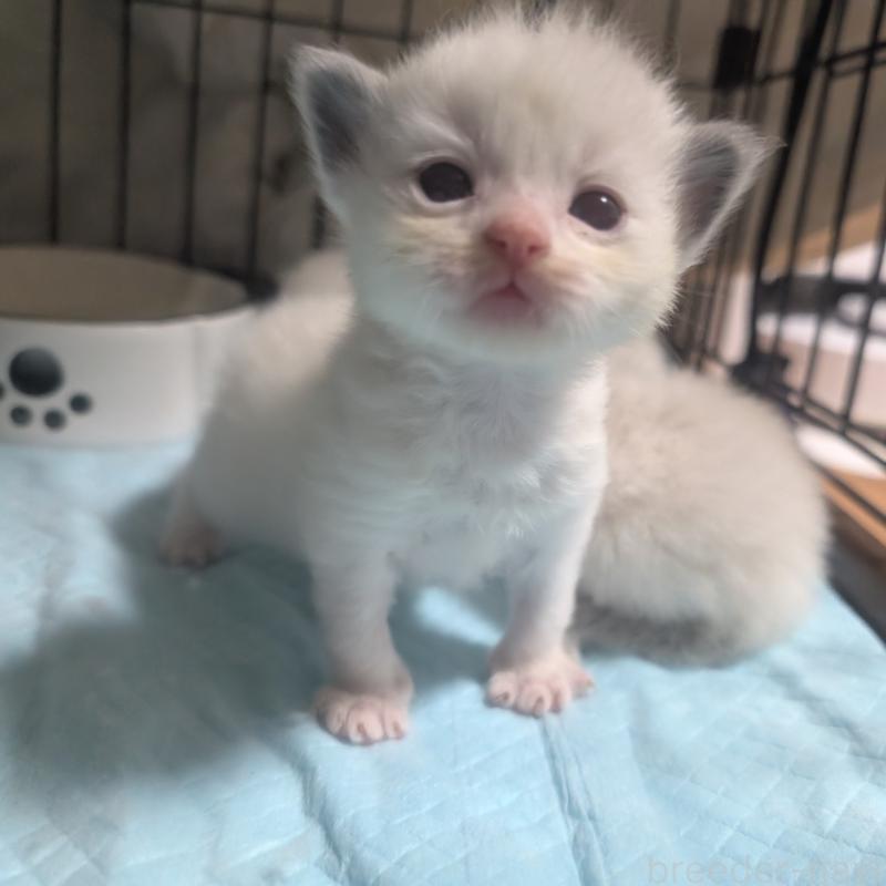 販売中の北海道のラグドール-131333