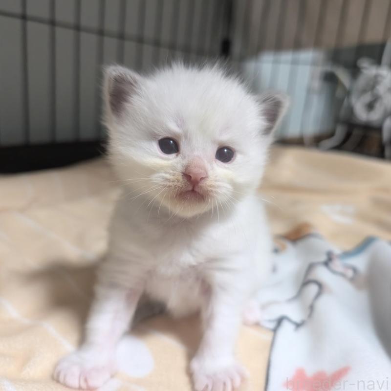 販売中の北海道のラグドール-131335