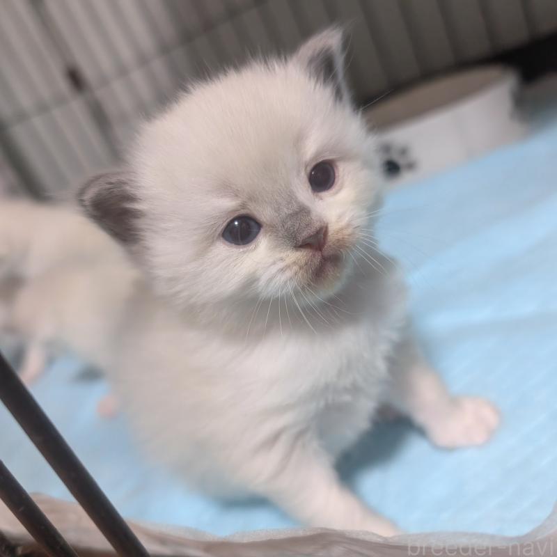 販売中の北海道のラグドール-131334