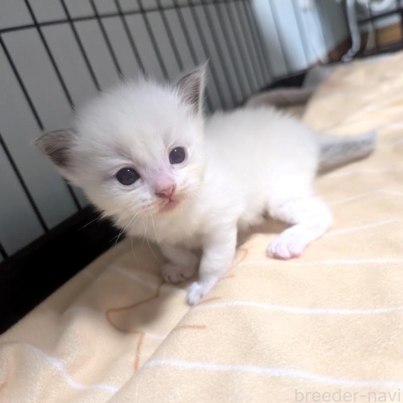 販売中の北海道のラグドール-131238