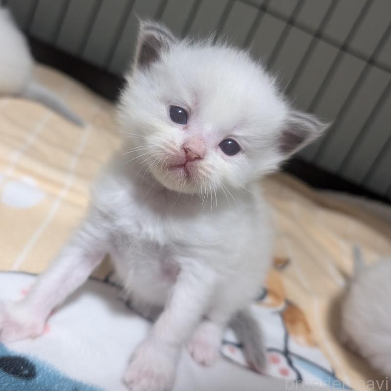 販売中の北海道のラグドール-131422の1枚目