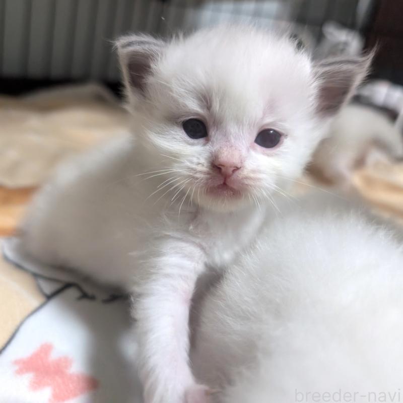 販売中の北海道のラグドール-131422の2枚目