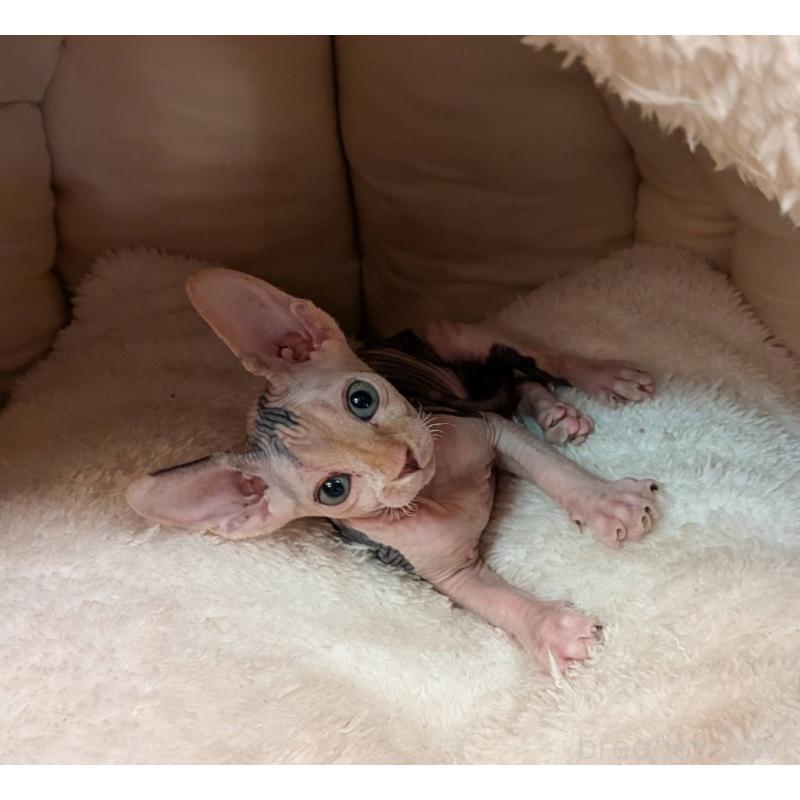 販売中の岐阜県のスフィンクス-131423