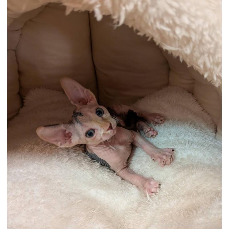 販売中の岐阜県のスフィンクス-131423の6枚目