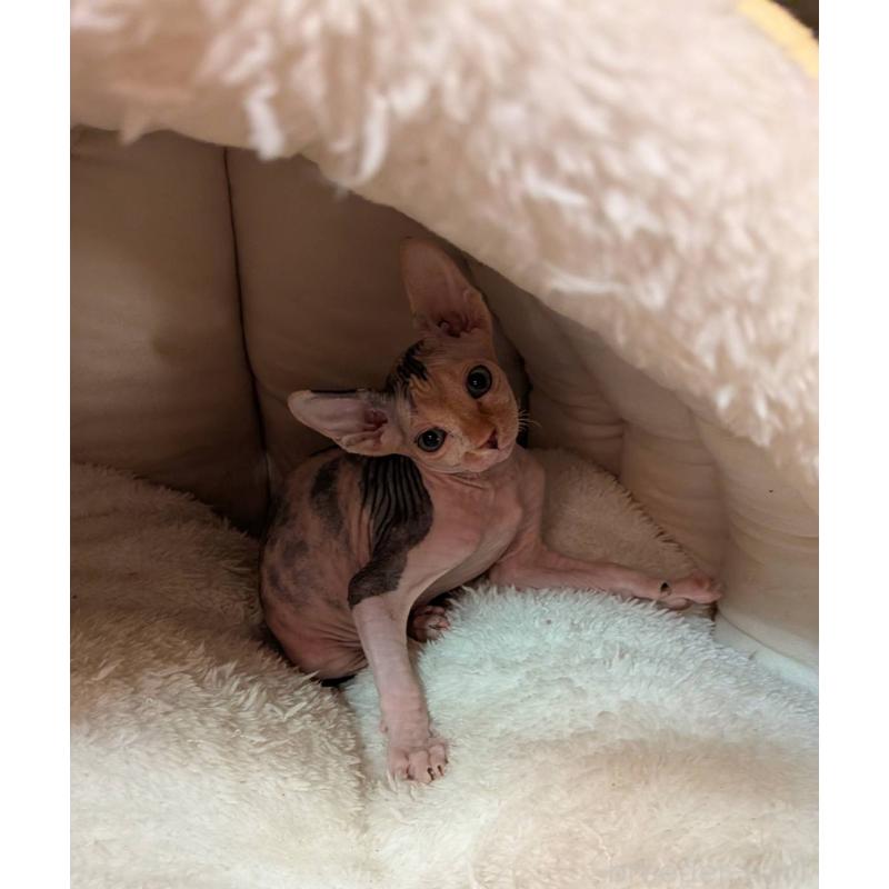 販売中の岐阜県のスフィンクス-131423の5枚目