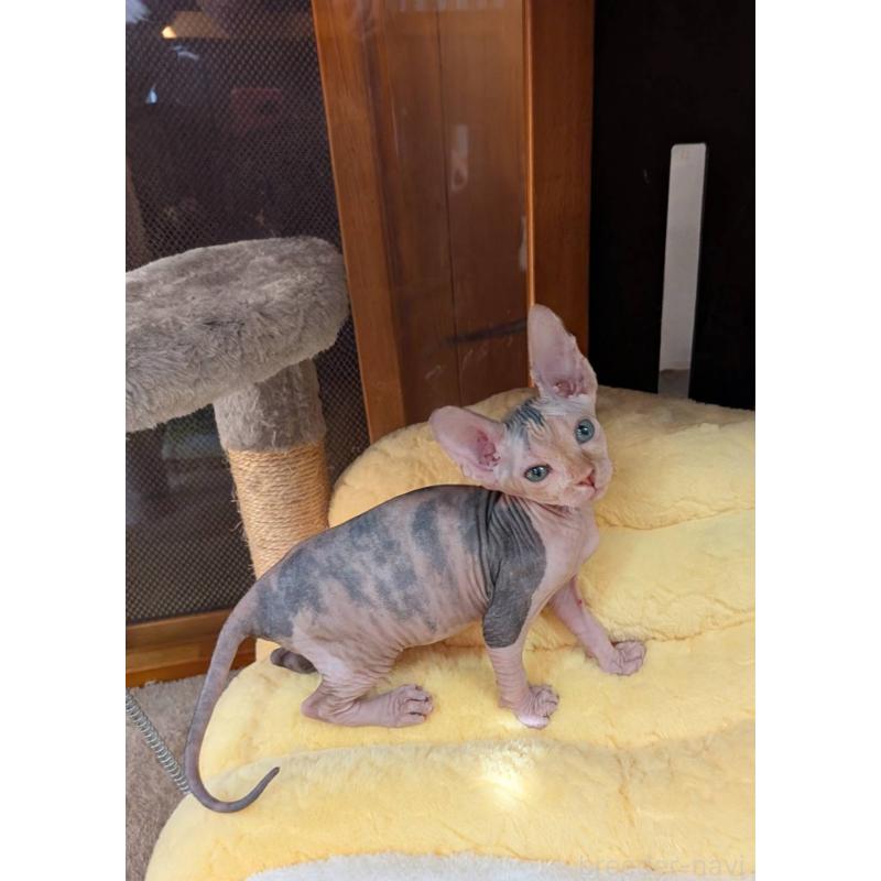 販売中の岐阜県のスフィンクス-131423の4枚目