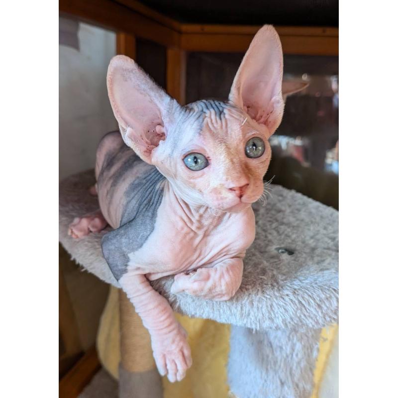 販売中の岐阜県のスフィンクス-131423の3枚目