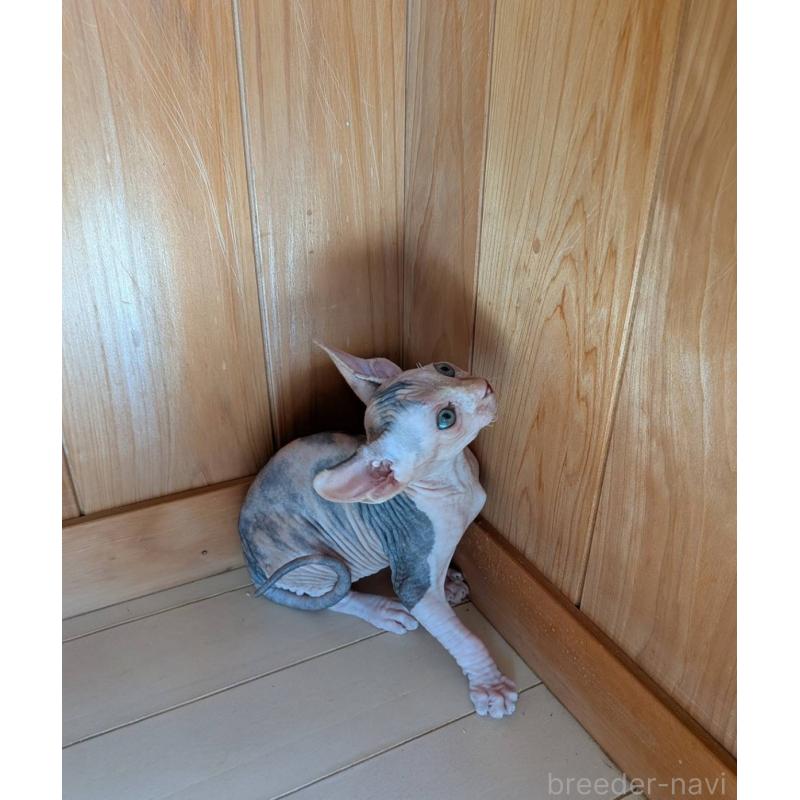 販売中の岐阜県のスフィンクス-131423の2枚目