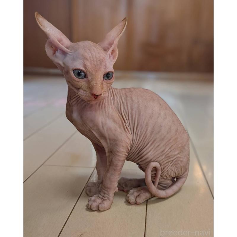 販売中の岐阜県のスフィンクス-131424の1枚目