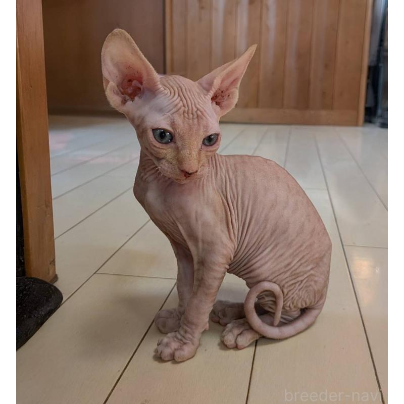 販売中の岐阜県のスフィンクス-131424の6枚目