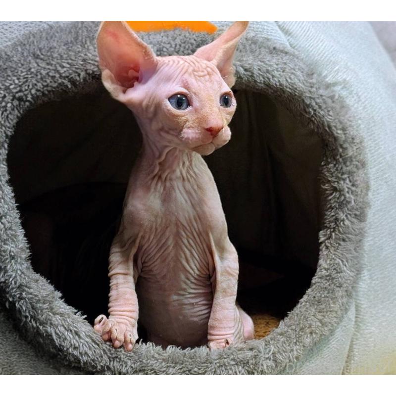 販売中の岐阜県のスフィンクス-131424の5枚目