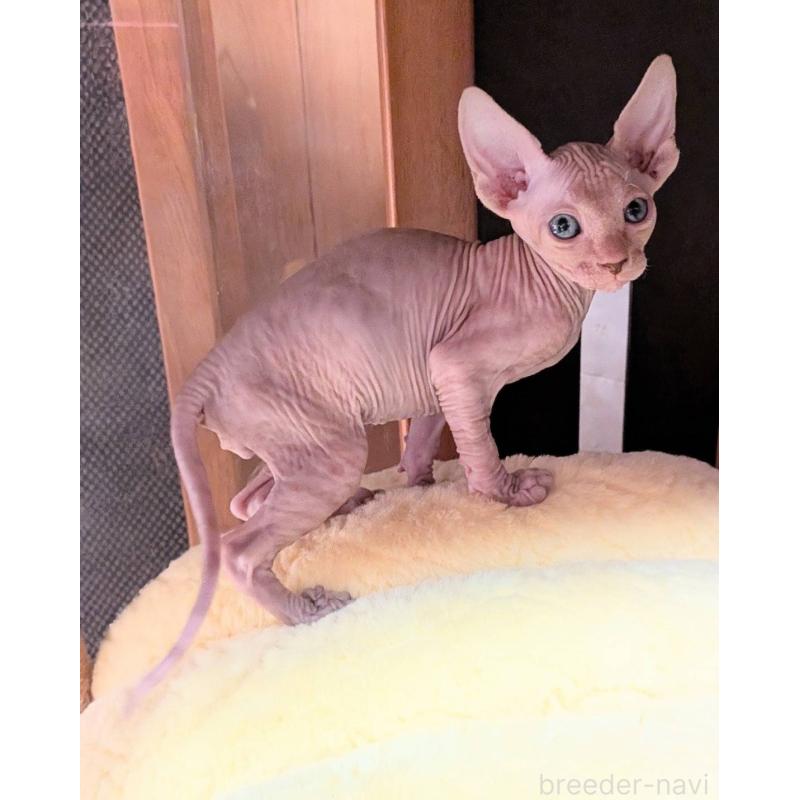 販売中の岐阜県のスフィンクス-131424の4枚目