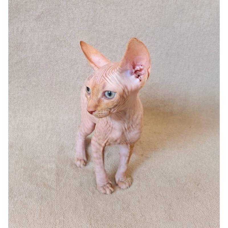 販売中の岐阜県のスフィンクス-131424の3枚目