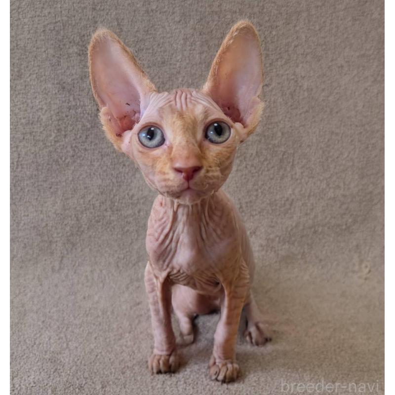 販売中の岐阜県のスフィンクス-131424の2枚目