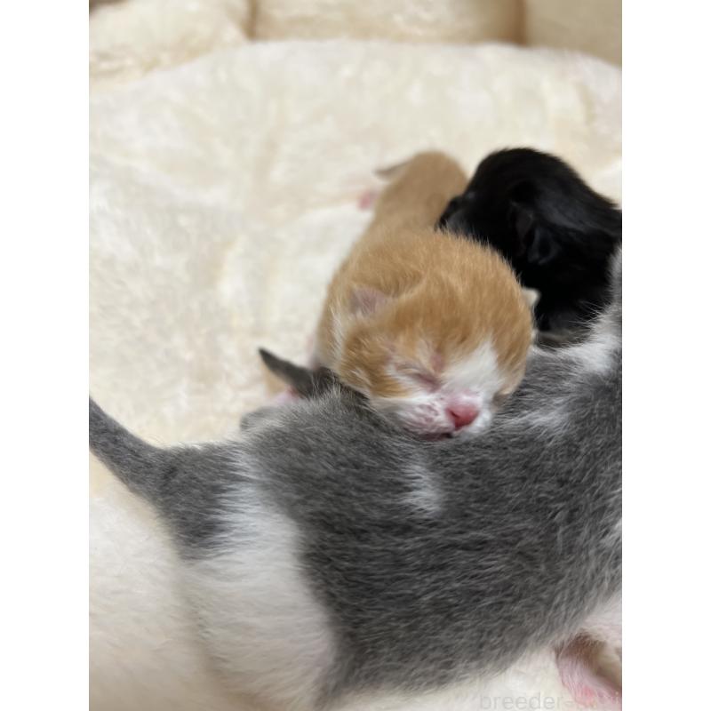 販売中の宮城県のエキゾチックショートヘア-131425の1枚目