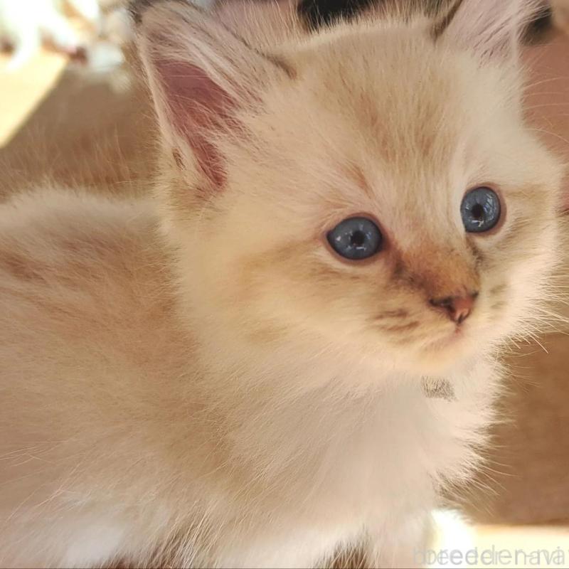 販売中の愛知県のサイベリアン-131483の1枚目