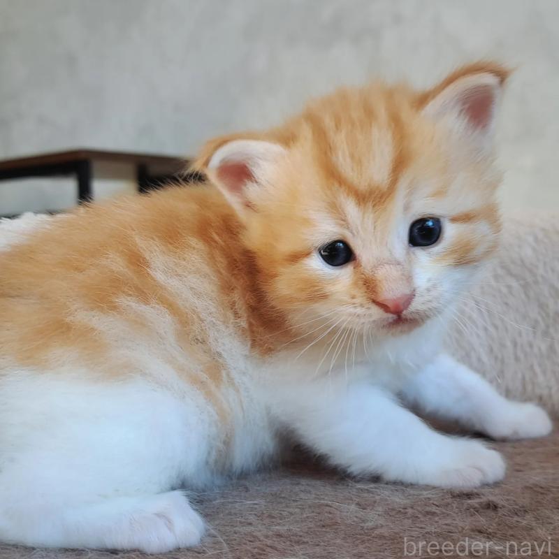 販売中の愛知県のサイベリアン-131484の5枚目