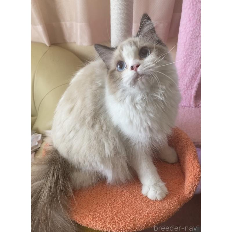 販売中の埼玉県のラグドール-117144の2枚目