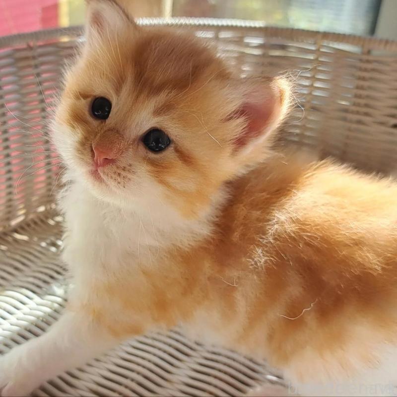 販売中の愛知県のサイベリアン-131484