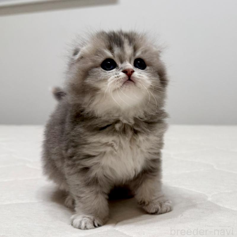 販売中の福岡県のスコティッシュフォールド(折れ耳)-131485の9枚目