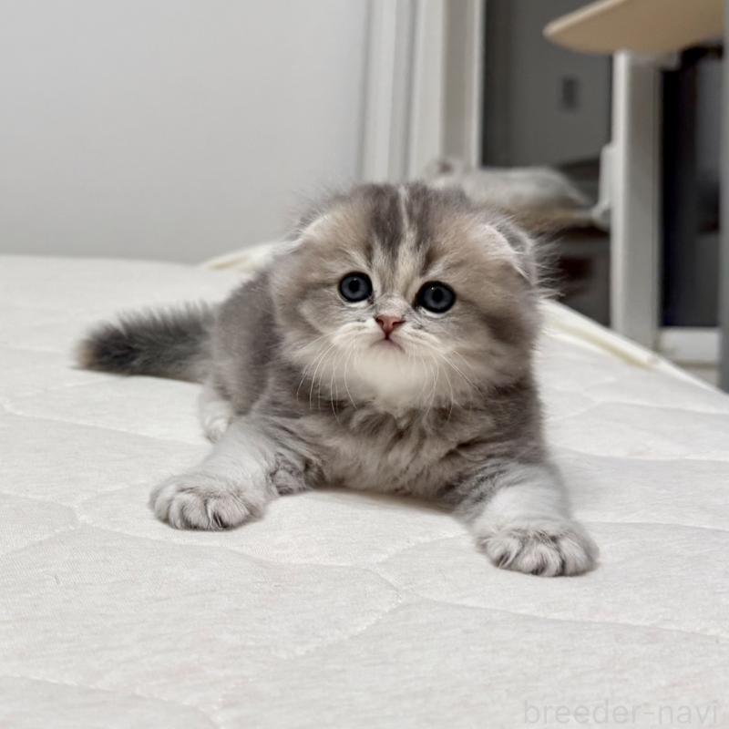 販売中の福岡県のスコティッシュフォールド(折れ耳)-131485の8枚目