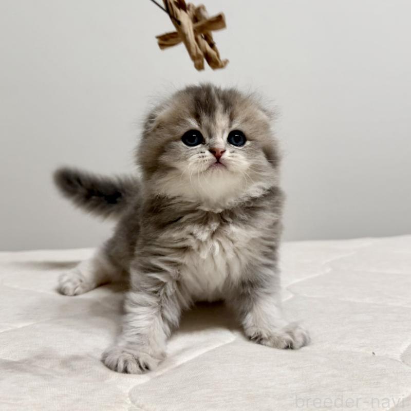 販売中の福岡県のスコティッシュフォールド(折れ耳)-131485の7枚目