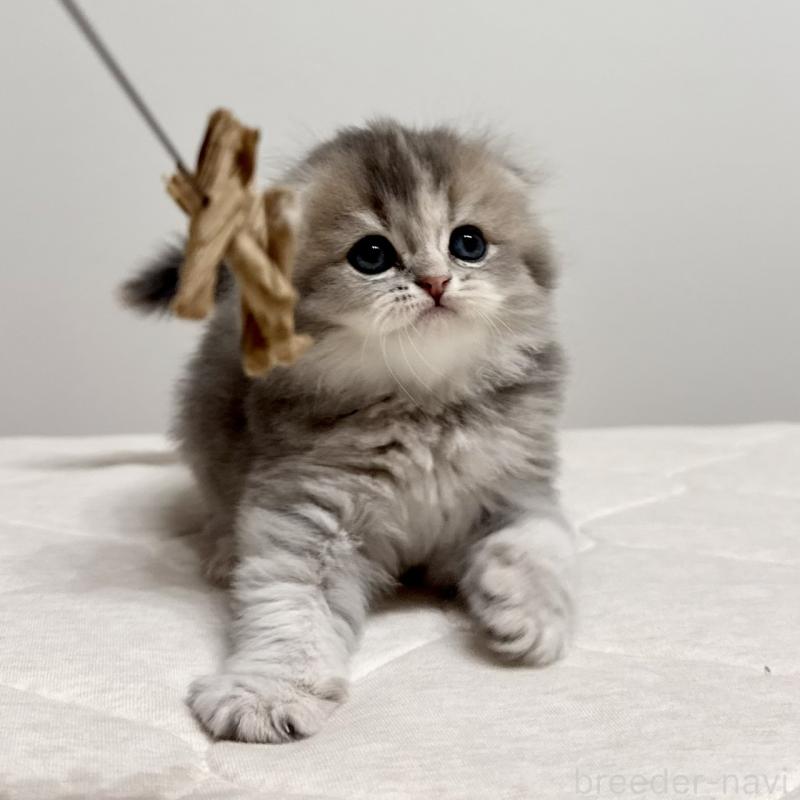 販売中の福岡県のスコティッシュフォールド(折れ耳)-131485の6枚目