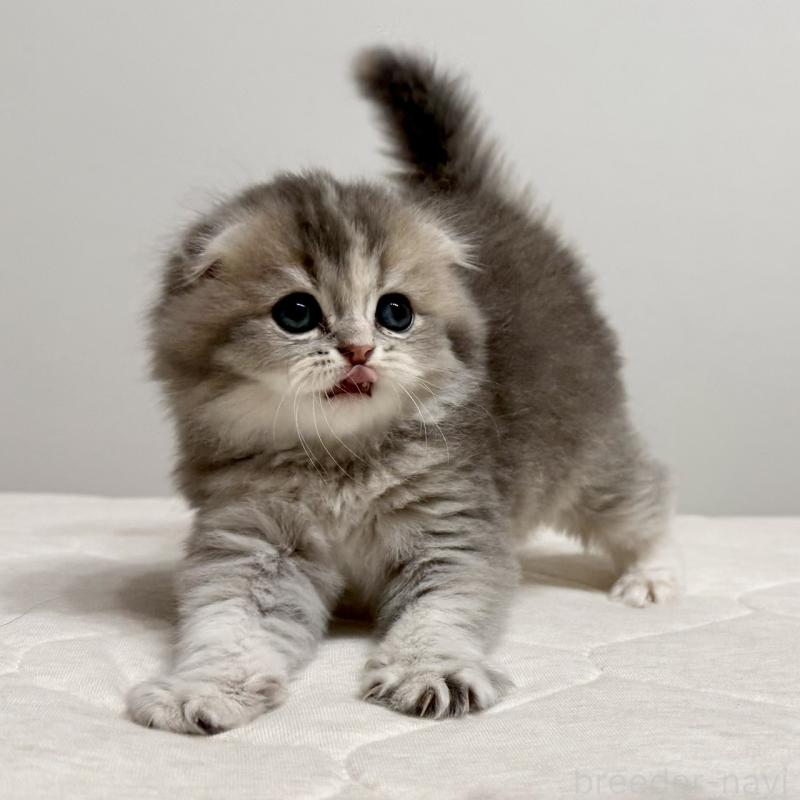 販売中の福岡県のスコティッシュフォールド(折れ耳)-131485の5枚目