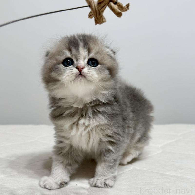 販売中の福岡県のスコティッシュフォールド(折れ耳)-131485の2枚目