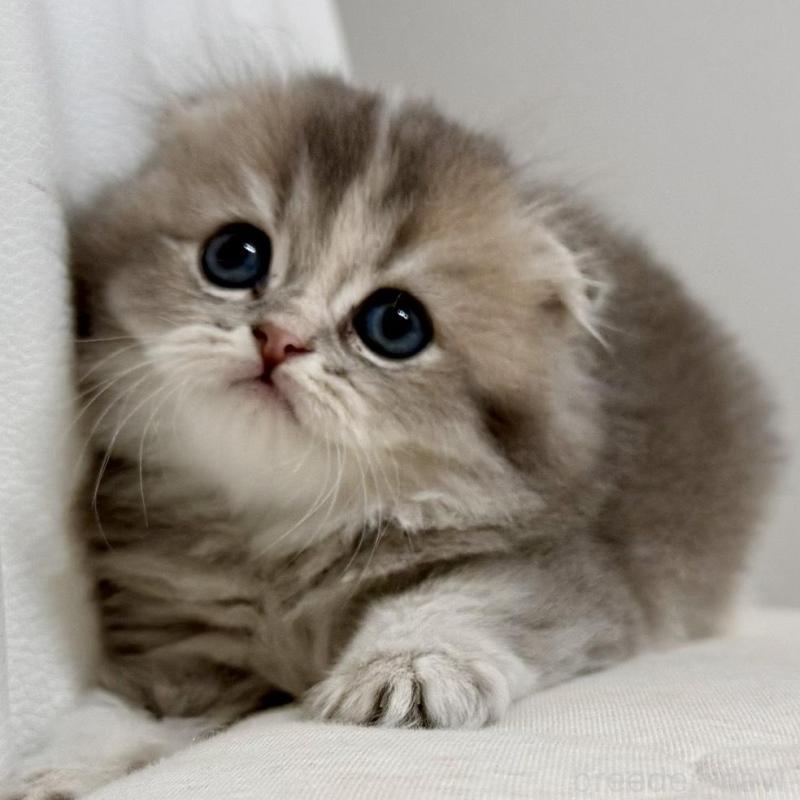 販売中の福岡県のスコティッシュフォールド(折れ耳)-131485