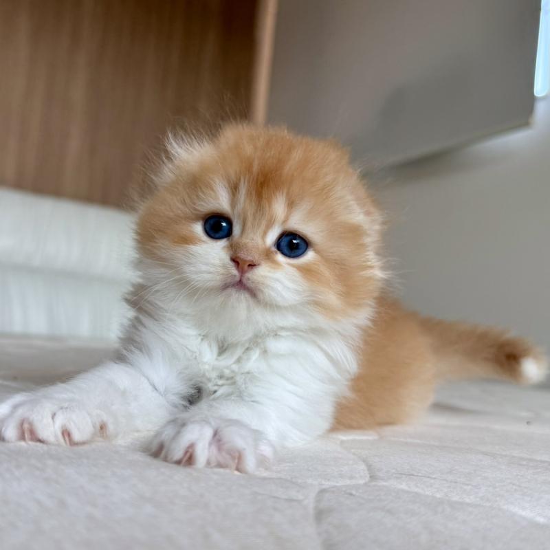 販売中の福岡県のスコティッシュフォールド(折れ耳)-131486の12枚目