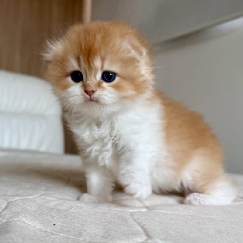 販売中の福岡県のスコティッシュフォールド(折れ耳)-131486の10枚目