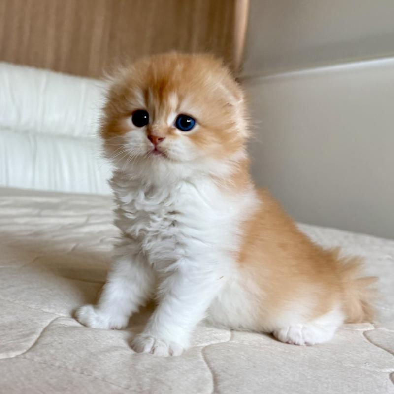 販売中の福岡県のスコティッシュフォールド(折れ耳)-131486の6枚目