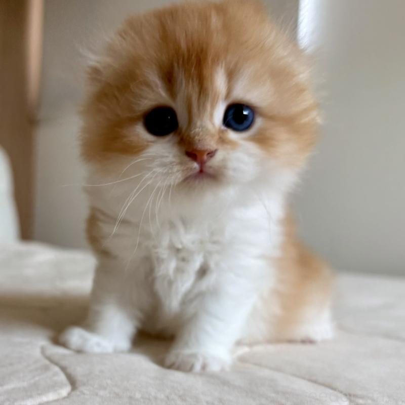 販売中の福岡県のスコティッシュフォールド(折れ耳)-131486の5枚目