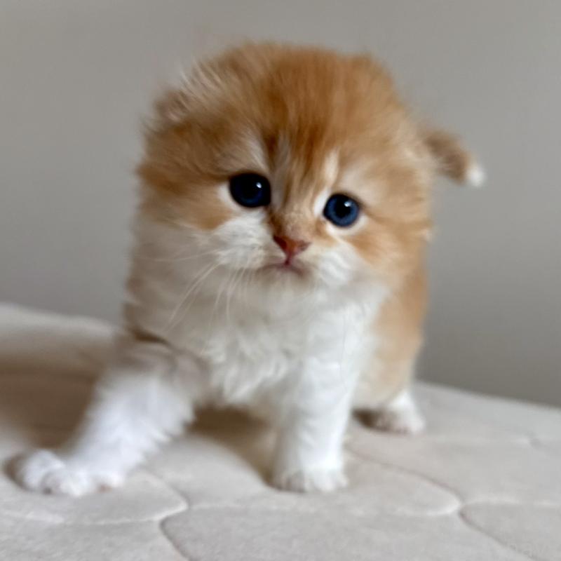 販売中の福岡県のスコティッシュフォールド(折れ耳)-131486の4枚目